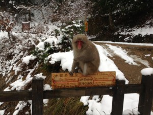 後楽館を案内するおサルさん？