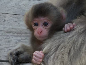 お猿の赤ちゃん