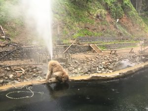 温泉猿のオナラ